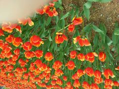 -洛阳郁金香牡丹园