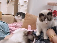 -1013 PET SHOP精品宠物商店(丁香店)