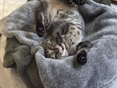 -爱派特动物医院·全科诊疗中心