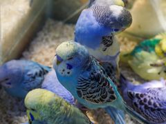 -青石桥花鸟鱼虫市场(叠翠城店)