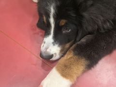 -和它·交个朋友·狗咖猫咖(爱琴海店)