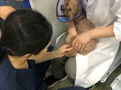 -成都民大动物医院