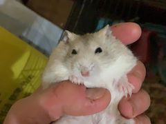 -钓仓鼠(洋桥北里小区店)