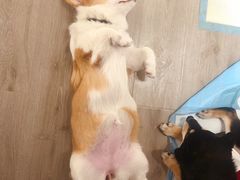 -浣熊柯尔鸭土拨鼠·电玩咖