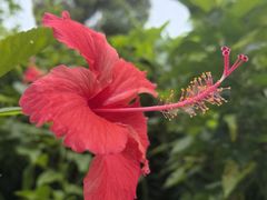 -华侨城湿地公园