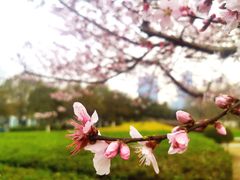 -白塘生态植物园