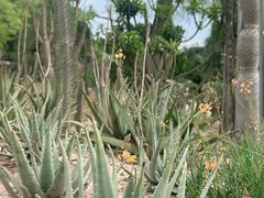 -东莞植物园