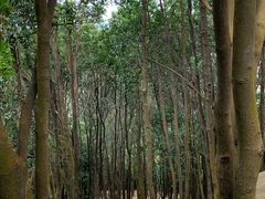 -火炉山森林公园
