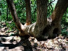 -上海佘山国家森林公园天马山园