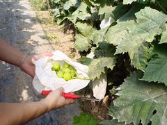 -庞各庄翠芳园西瓜蔬菜基地采摘园