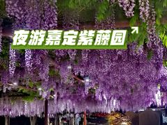 -嘉定紫藤园
