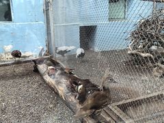 -青藏高原野生动物园