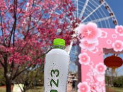 -顾村公园