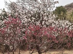 -北京西山国家森林公园