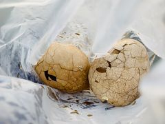 -金盆阿嬷香菇茶叶蛋(玄光店)