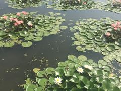 -白洋淀景区