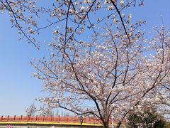 -高东镇樱花园
