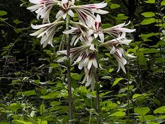 -西岭雪山大飞水景区