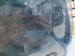 -天使宠物医院·犬猫分诊(彩虹店)