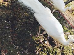 -泉州海丝野生动物世界
