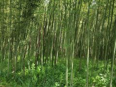 -黄海国家森林公园