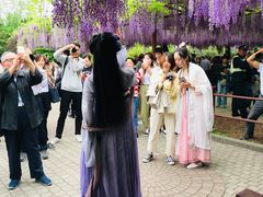 -嘉定紫藤园