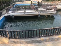 -广东惠东海龟国家级自然保护区