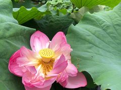-陈家山荷花公园