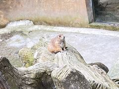 -合肥野生动物园