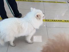-北京观赏动物医院·24小时大型综合·猫专科·异宠专科