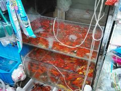 -万商花鸟市场