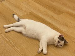 -猫咪派对(江南西店)