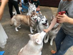 -TrueLove @ Neverland (Husky Cafe)