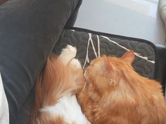 -平行世界·猫咖(首经贸店)