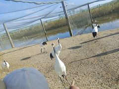 -盐城丹顶鹤湿地生态旅游区