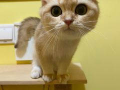 -Bastet sally猫舍购宠(静安店)
