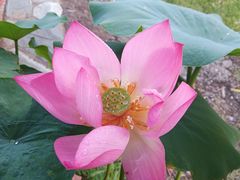 -莲花池公园