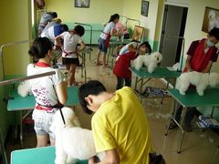 -优缇多格专业宠物美容师培训学校