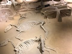 -洛阳周王城天子驾六博物馆