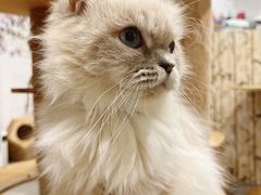 -楼上猫咖(罗湖店)