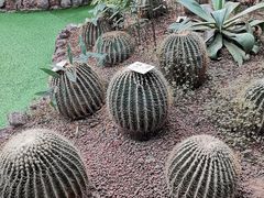 -呀路古热带植物园