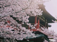 -西安青龙寺遗址景区