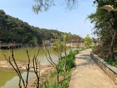 -铁山坪森林公园