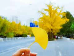 -三里屯东五街银杏大道
