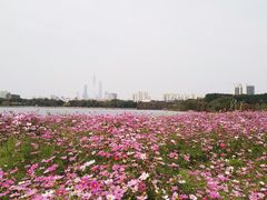 -海珠湖公园