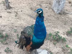 -西霞口神雕山野生动物世界