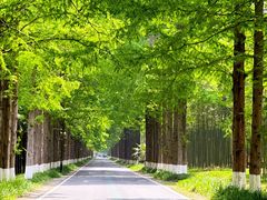 -黄海国家森林公园