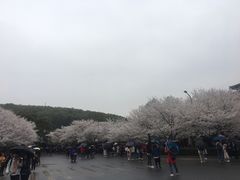 景点-武汉大学-樱园