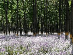 -东升八家郊野公园