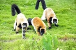 -萌宠亲子动物乐园(槐房万达店)